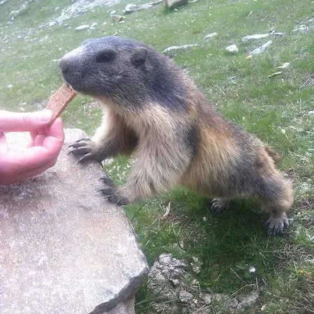 Elite Alpine - & Breakfast