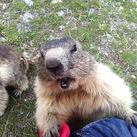 Elite Alpine - & Breakfast 4*