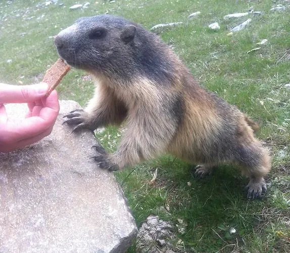 Elite Alpine - & Breakfast