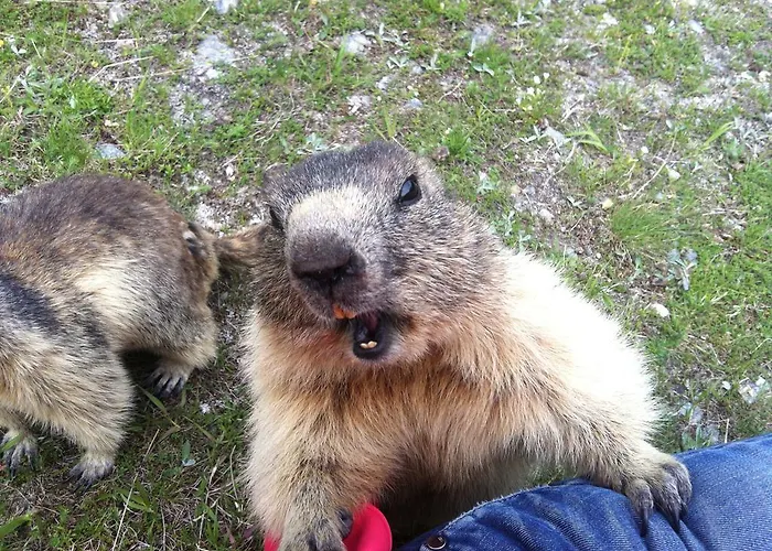 Elite Alpine - & Breakfast 4*