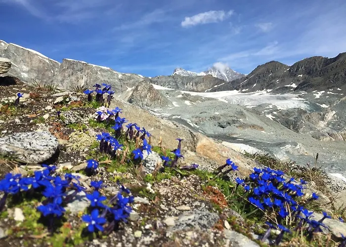 Hotel Elite Alpine - & Breakfast Saas Fee